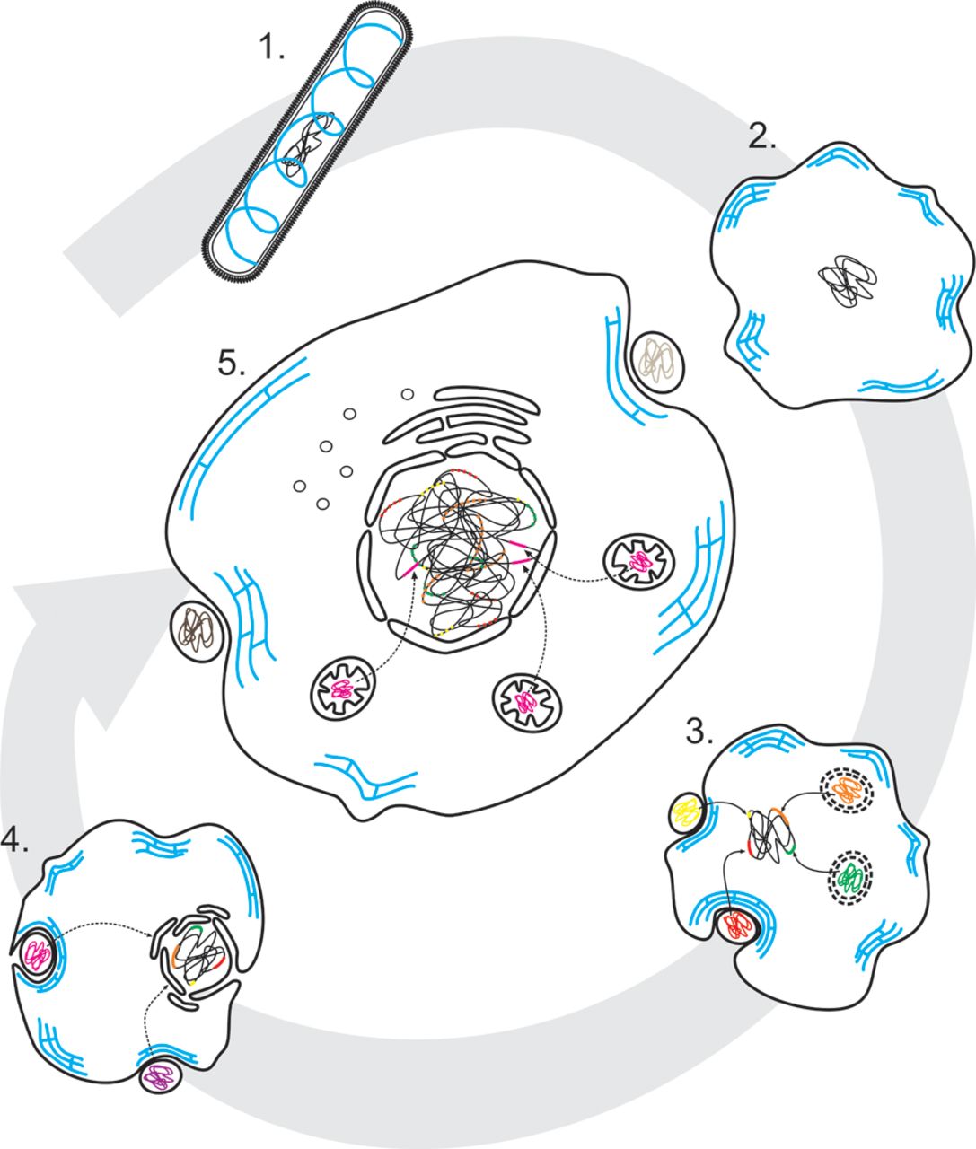 From archaeon to eukaryote: the evolutionary dark ages of the.