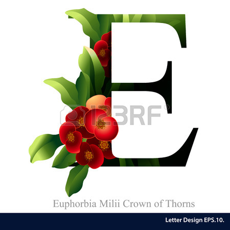 Letter E Vector Alphabet With Euphorbia Milii Crown Of Thorns.