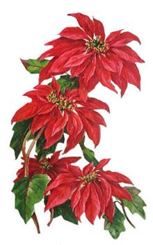 1000+ images about CHRISTMAS POINSETTIA on Pinterest.