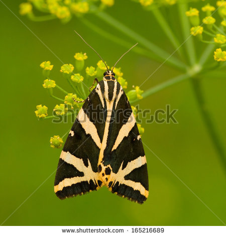 Jersey tiger moth Stock Photos, Jersey tiger moth Stock.