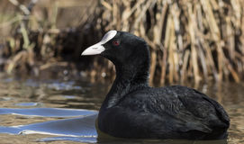 Eurasian Coot (Fulica Atra) Stock Photo.