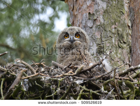 Siberian Eagle Owl Stock Photos, Royalty.