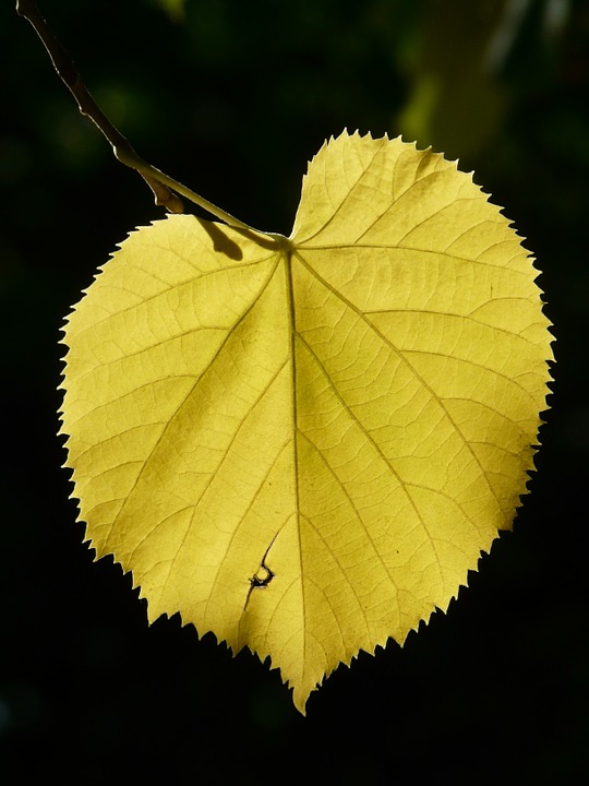 Free photo Light Linde Lipovina Leaves Shadow.