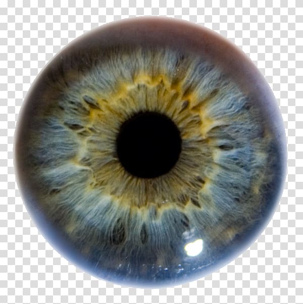 Iris Human eye Pupil Eye color, Eye transparent background.