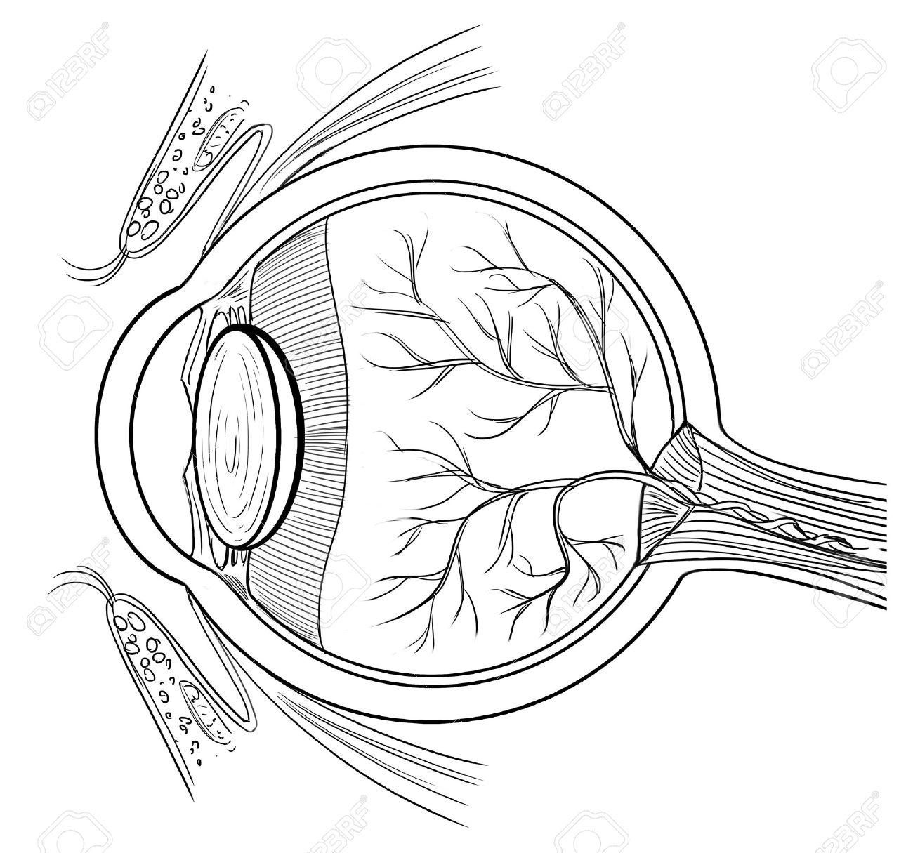 Outline Illustration Of The Human Eye Anatomy Royalty Free.