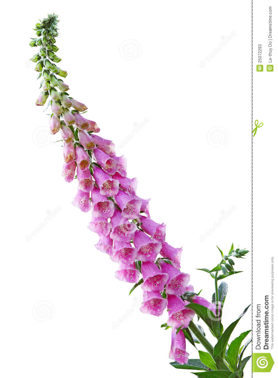 Foxglove Clipart.