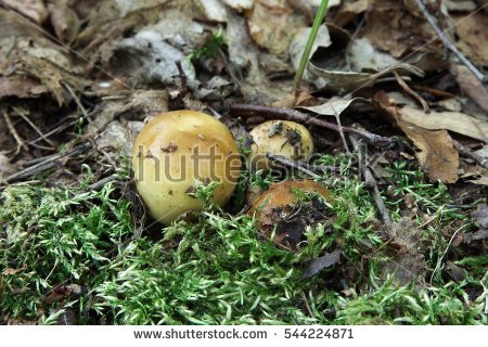 Russula Mushroom Stock Photos, Royalty.