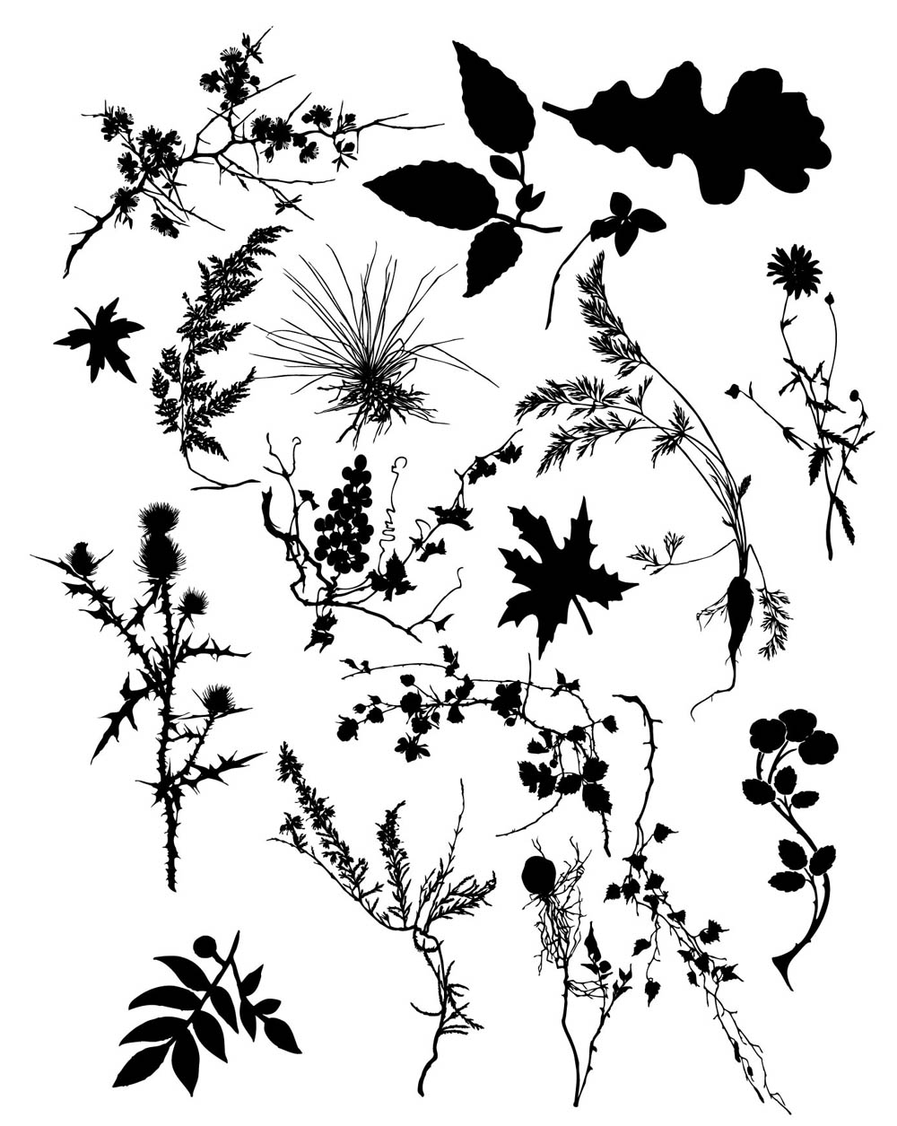 Beautiful foliage plant silhouette vector Free Vector / 4Vector.