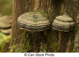 Stock Photo of tinder fungus.