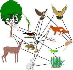 Food Web.