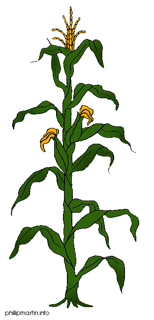 Corn Plant Clipart.