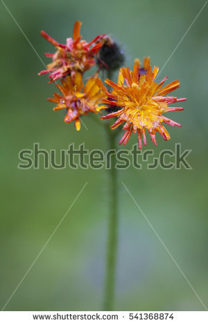 Hieracium Stock Photos, Royalty.