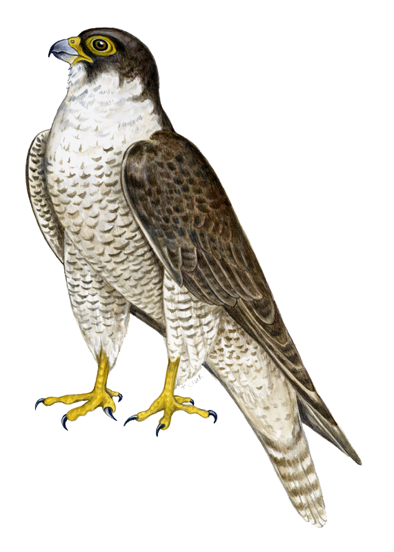 Falcon Clipart Png.