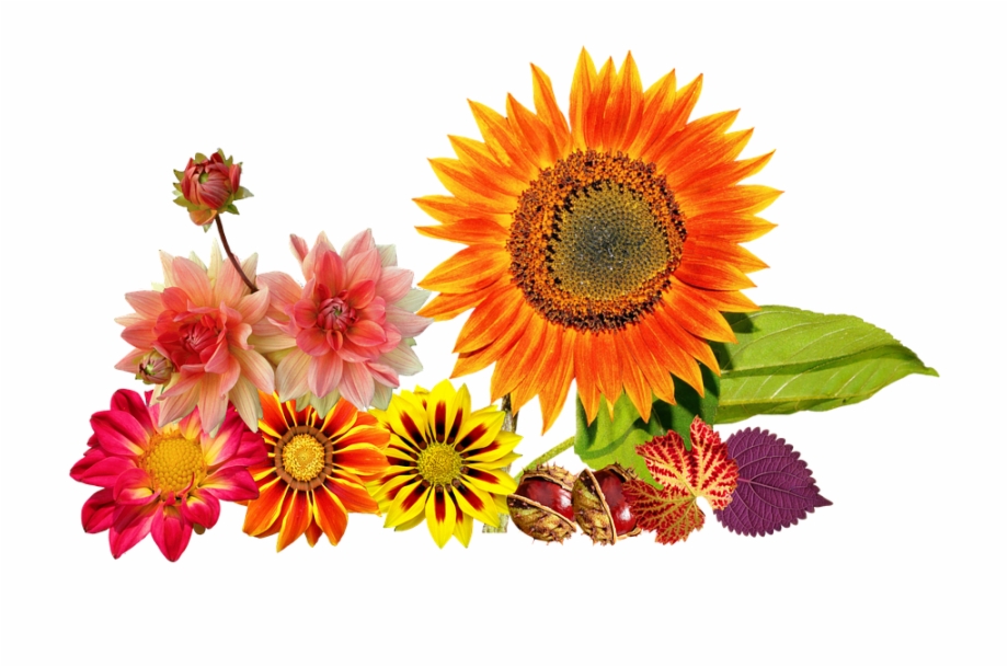 Free Autumn Flowers Png, Download Free Clip Art, Free Clip.