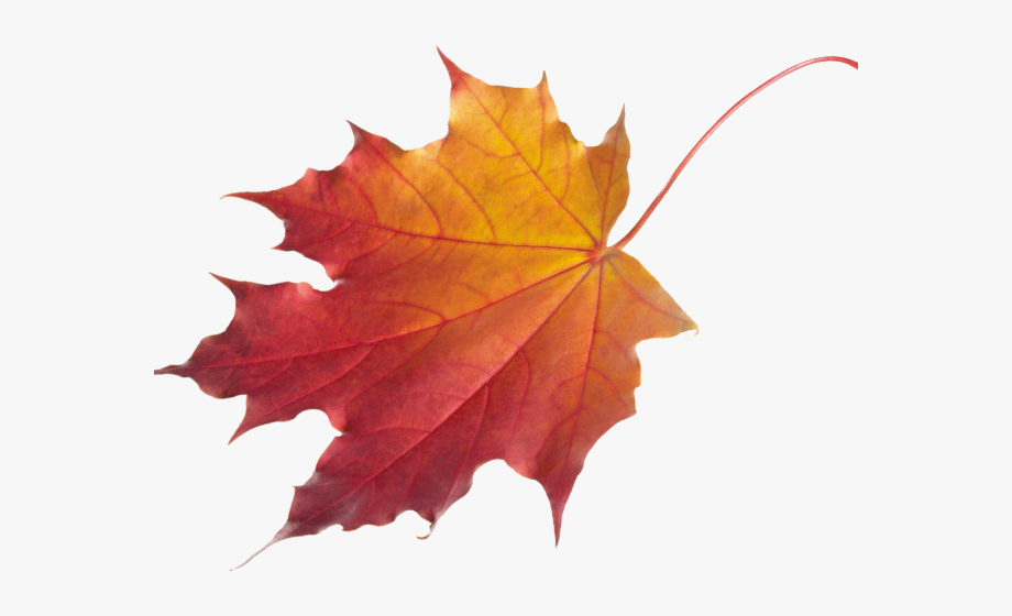 Autumn Leaves Clipart Chinar.