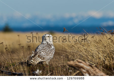 Strigidae Family Stock Photos, Royalty.