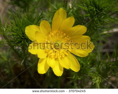 adonis Vernalis" Stock Photos, Royalty.