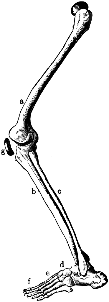 Leg Bone Clipart.