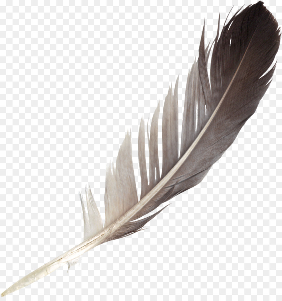 Bird Wing clipart.