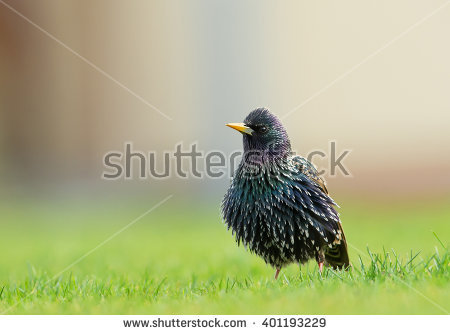 Ruffled Feathers Stock Photos, Royalty.