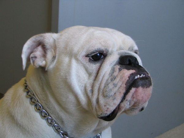 Bulldog free stock photos download (47 Free stock photos) for.