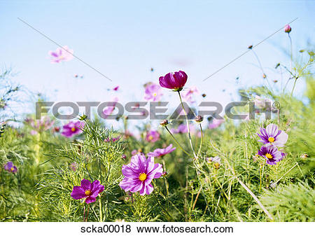 Pictures of summer meadow, spring awakening, flowers, flower.