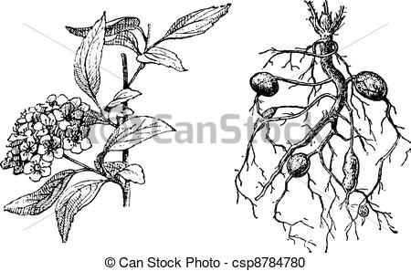 Vector Clipart of Spirea Lanceolate, Dropwort Meadowsweet, vintage.