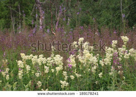 Filipendula Stock Photos, Royalty.