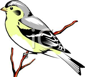 Colorful Cartoon of a Finch.