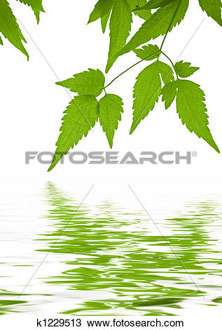 Drawing of Green leaves clematis reflected in water k1229513.