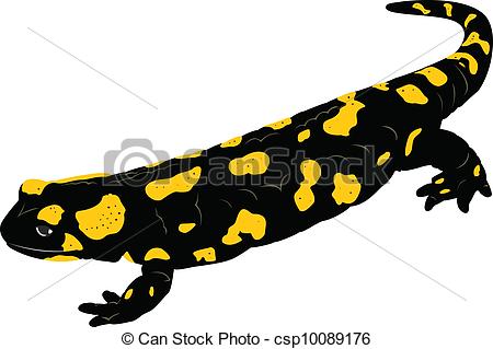 Vectors Illustration of Fire Salamander (Salamandra salamandra.