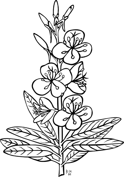 Fireweed Plant Clip Art at Clker.com.