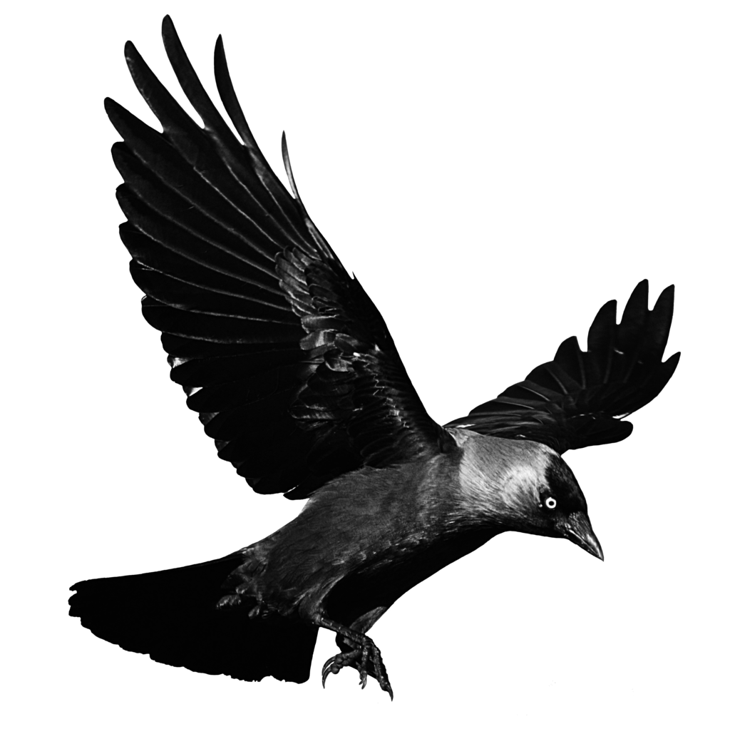 Crows Flight Clip art.