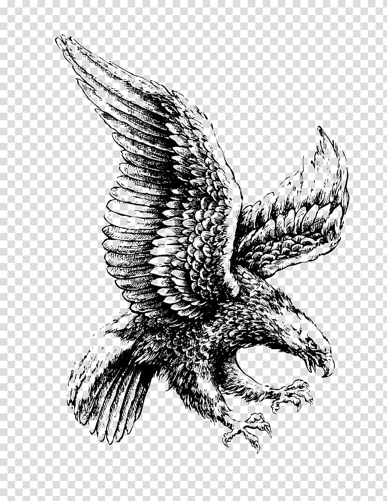 Eagle , Bald Eagle Drawing Illustration, Flying eagle.