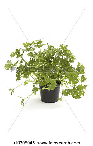 Stock Image of Flat leaf parsley in a pot u10708045.