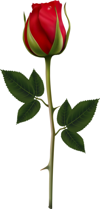 Clipart Rose Rose Bud.