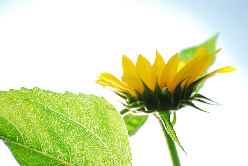 Macro View Of Sunflower With Deep Details Leaf And Flower Clipart.