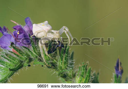 Stock Photography of Goldenrod Crab Spider on plant / misumena.