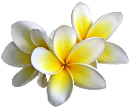 Plumeria Flowers Png Transparent Image.