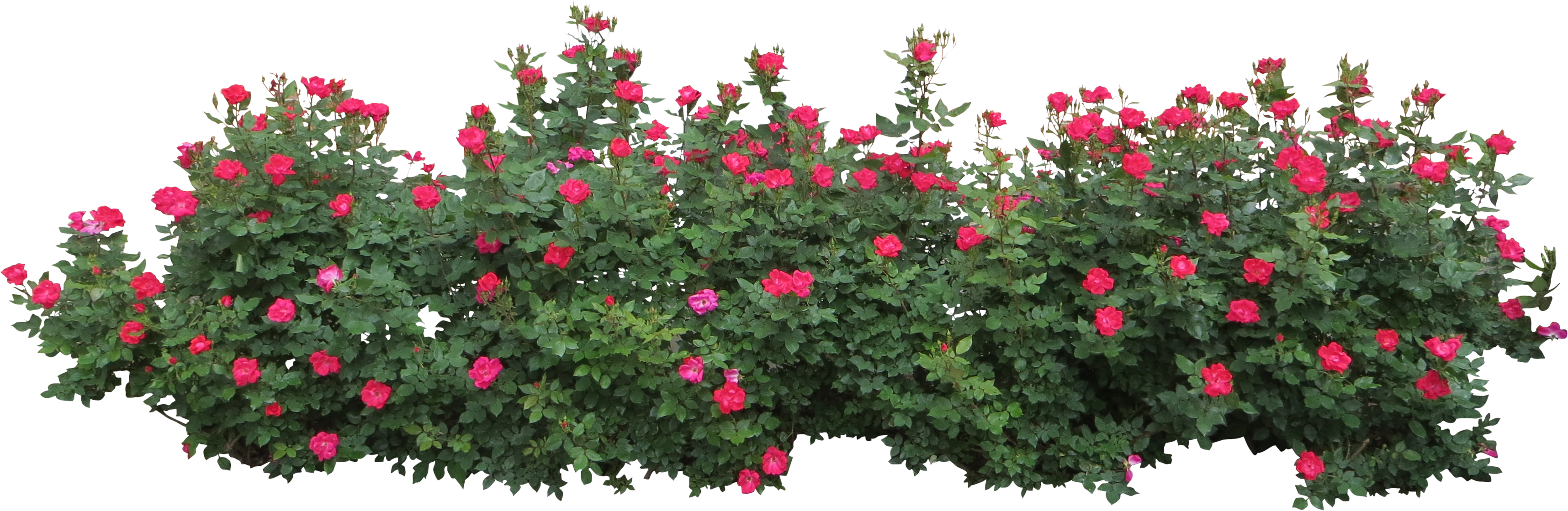 Bushes PNG images free download, bush PNG.