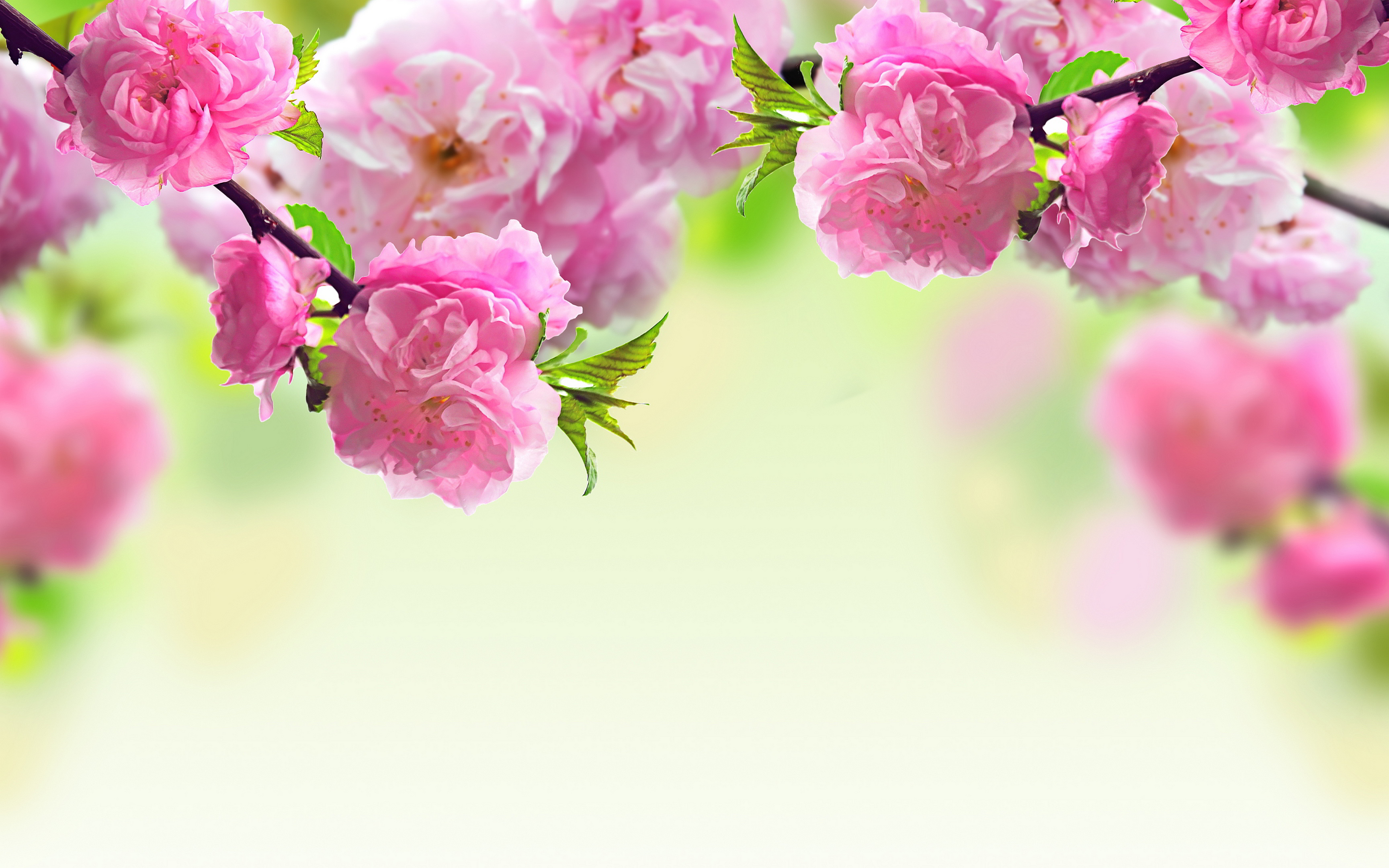 Background Flowers Wallpaper.