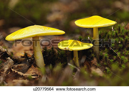 Stock Photo of Fly agaric (Amanita muscaria) Fruiting bodies.