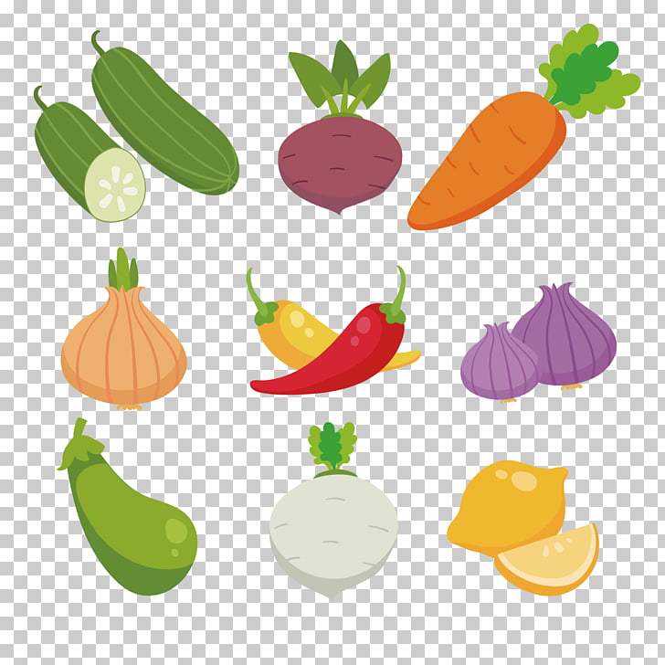 Rábano, colección de frutas y verduras coloreadas. PNG.