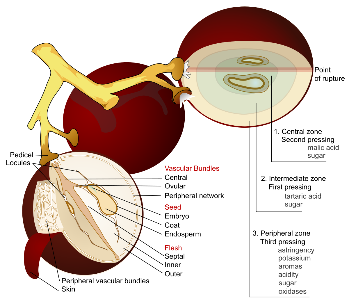 Acids in wine.