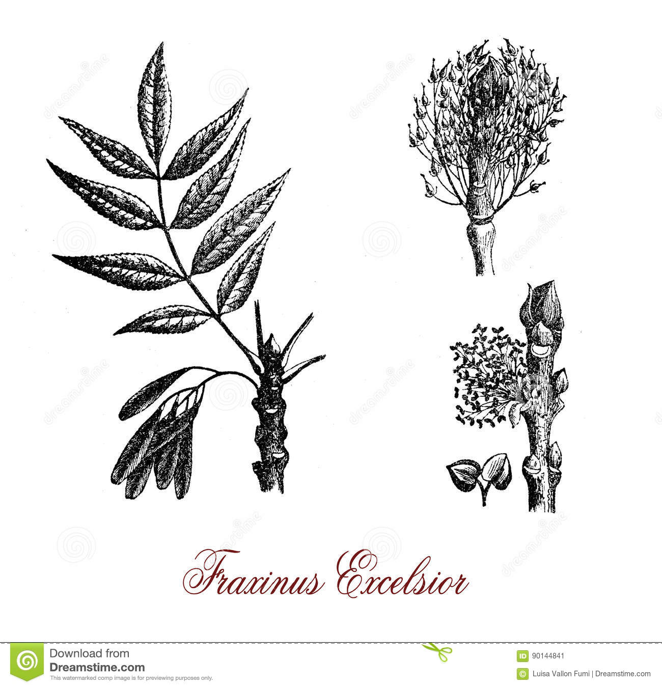 Fraxinus Excelsior Or Common Ash, Botanical Vintage Engraving.