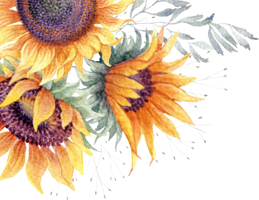 Common sunflower Clip art Image Watercolor painting.