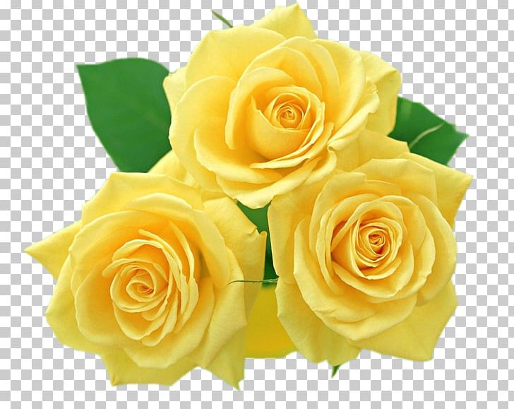 Flower Yellow Rose PNG, Clipart, Clip Art, Cut Flowers.