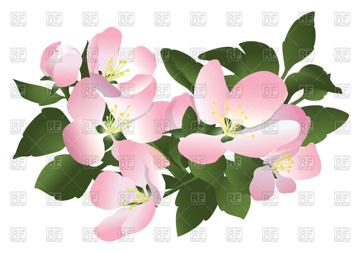 Flowers of apple tree Vector Image of Signs, Symbols, Maps.