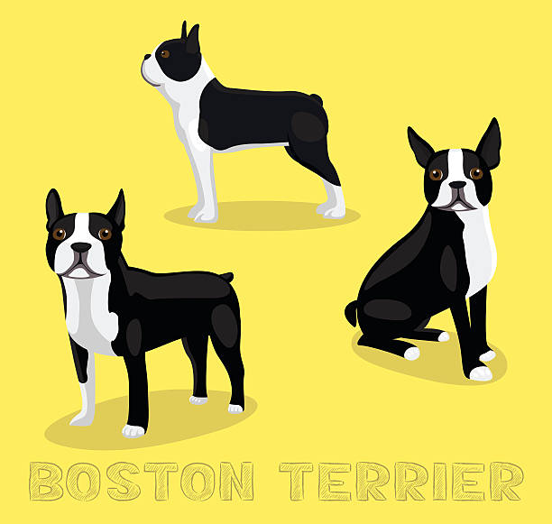 Best Boston Terrier Illustrations, Royalty.