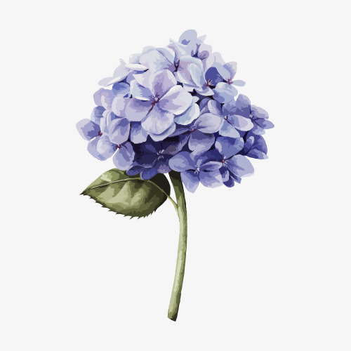 Hand Drawn Hydrangea, Hydrangea, Flower PNG Transparent Image and.